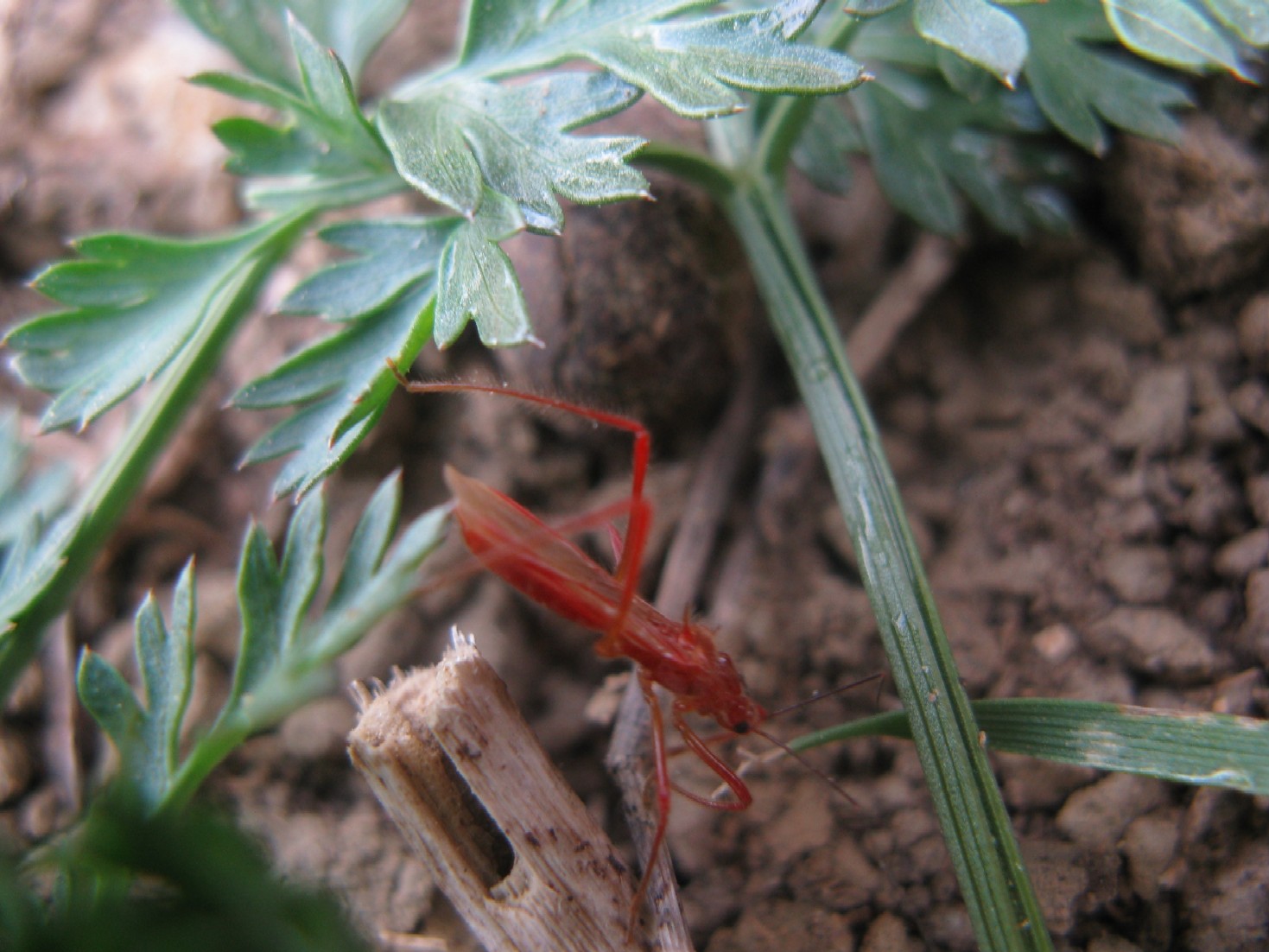 Reduviidae nuovo per N-Italia: Polytoxus sanguineus